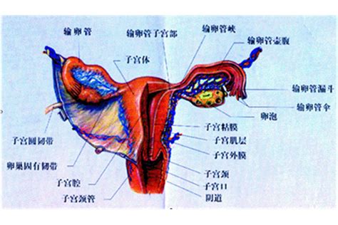 女人陰|女阴